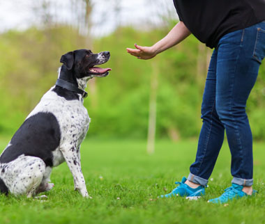 Psychiatric Service Animals