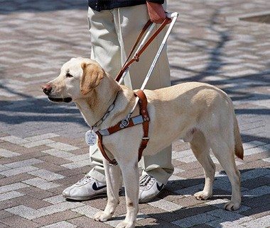 Service Animal Registration